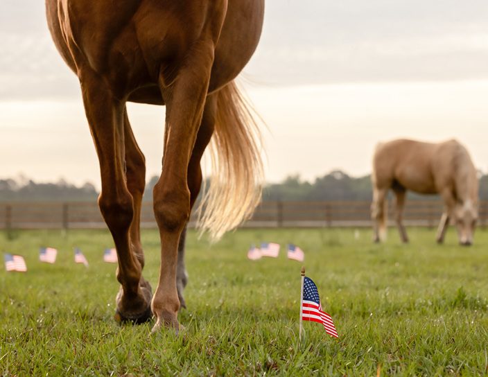 Small American flags with horses in the background